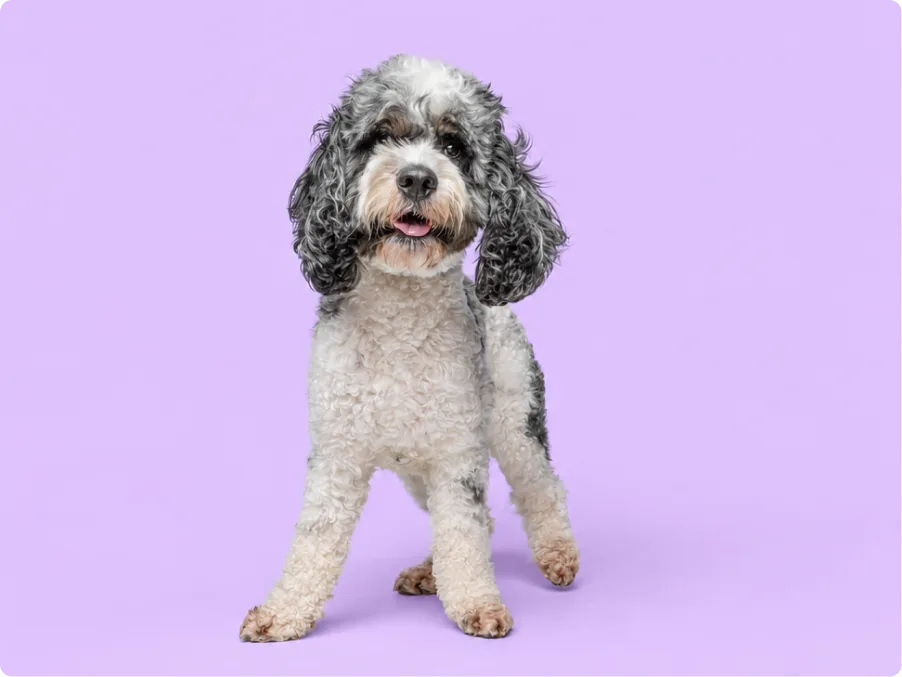 Labradoodle