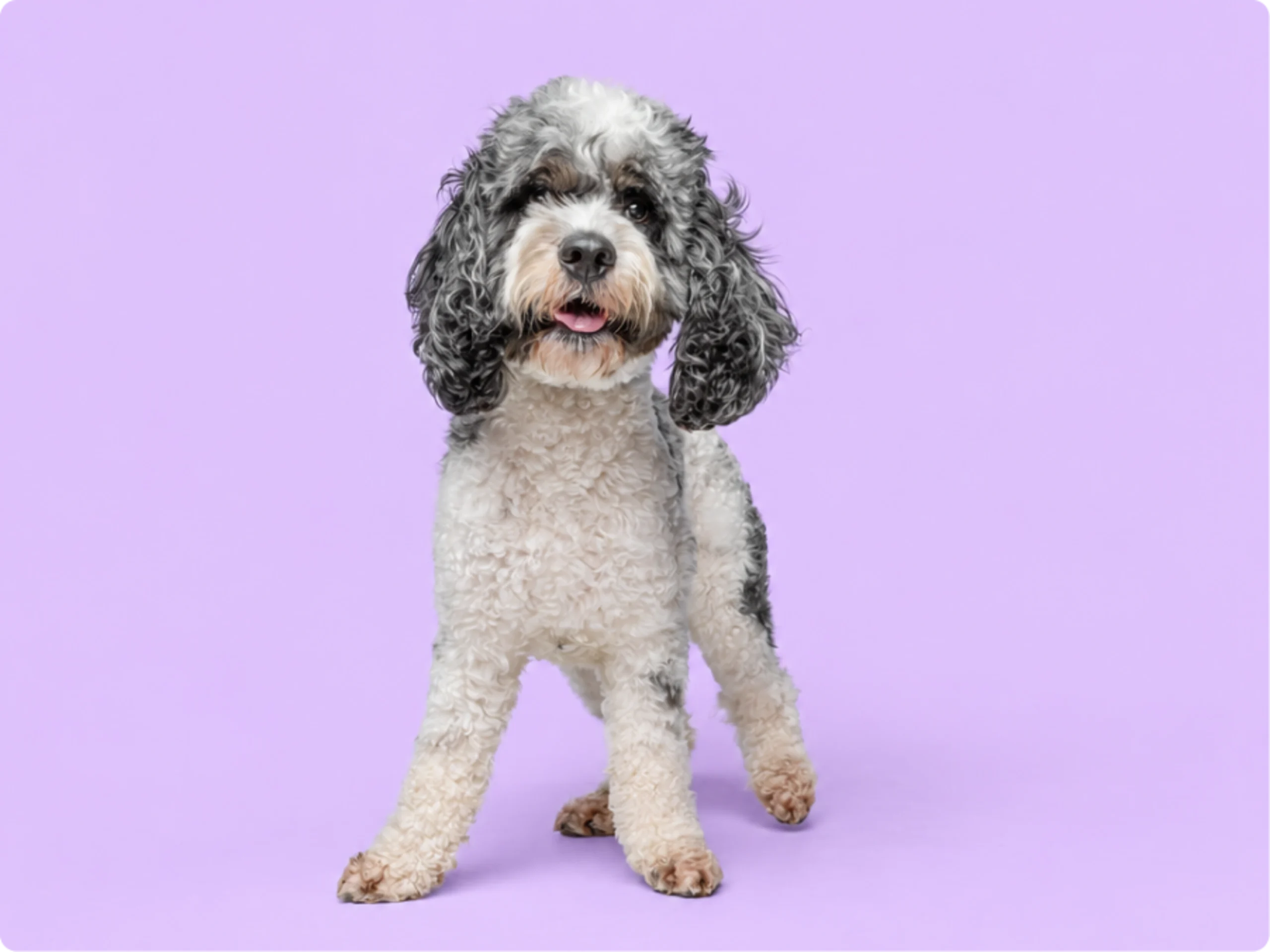 Labradoodle