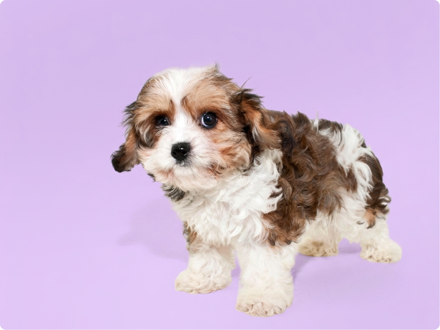 Cavachon