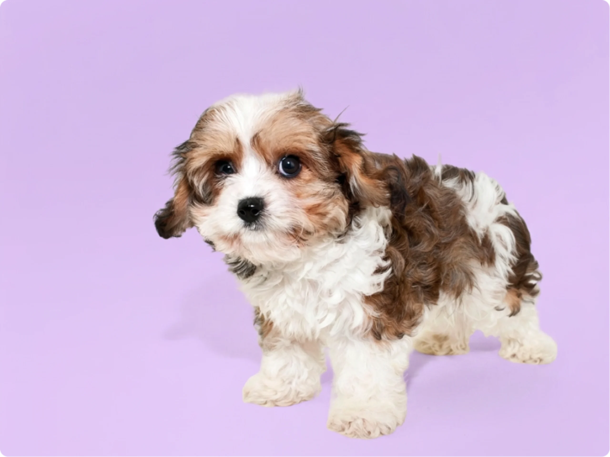 Cavachon