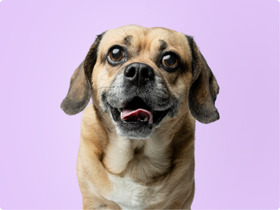 Puggle