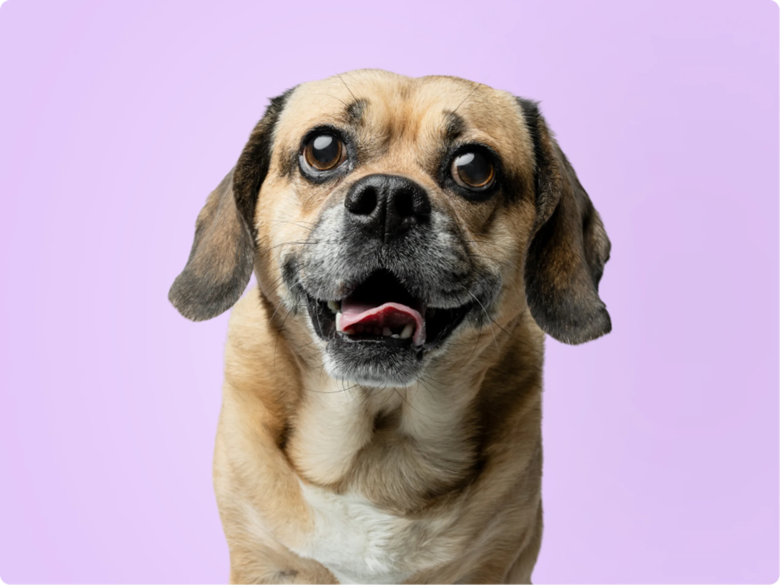 Puggle
