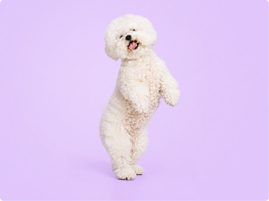 Bichon Frise