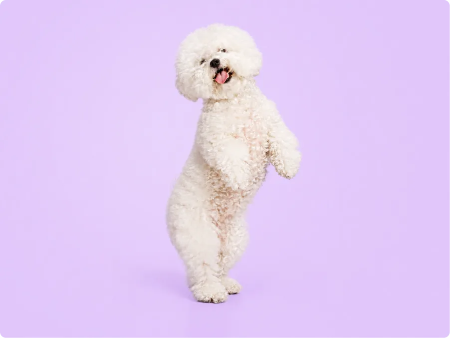 Bichon Frise