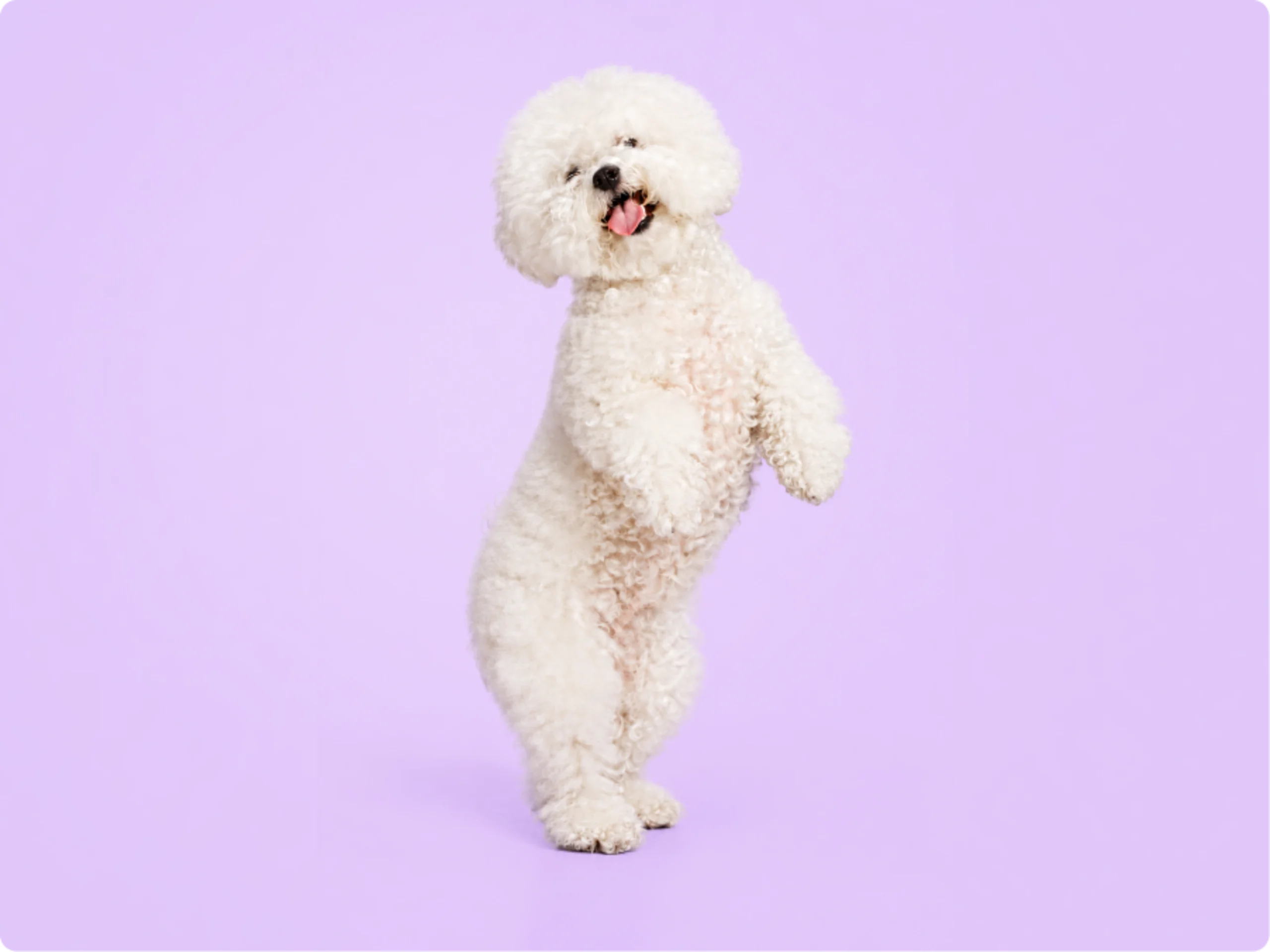Bichon Frise