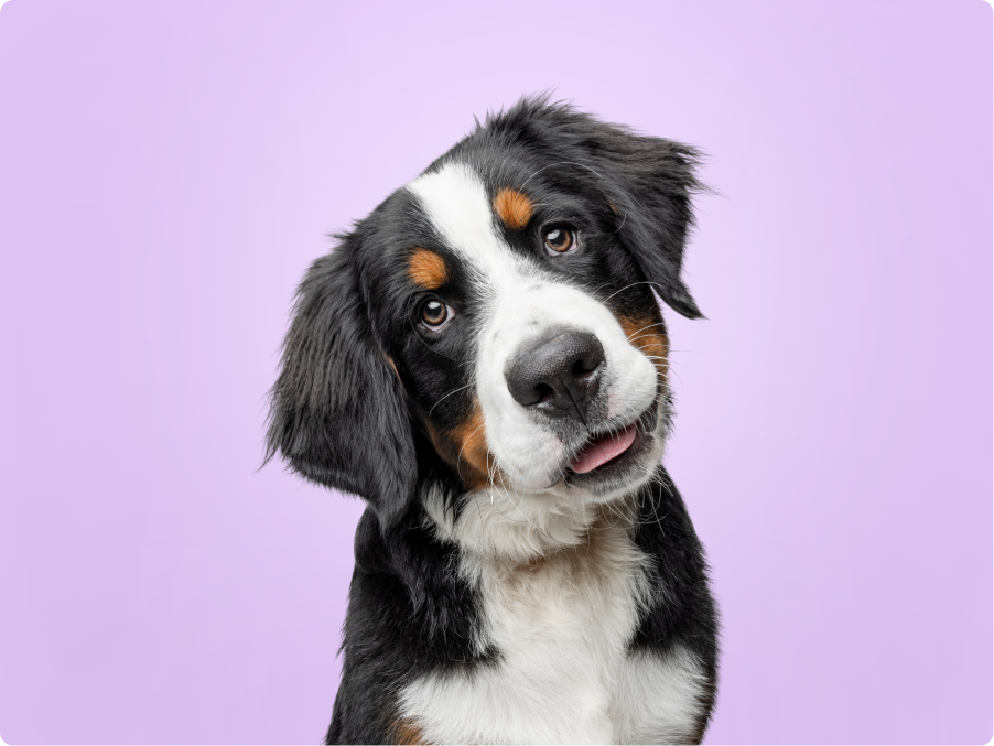 Bernese Mountain