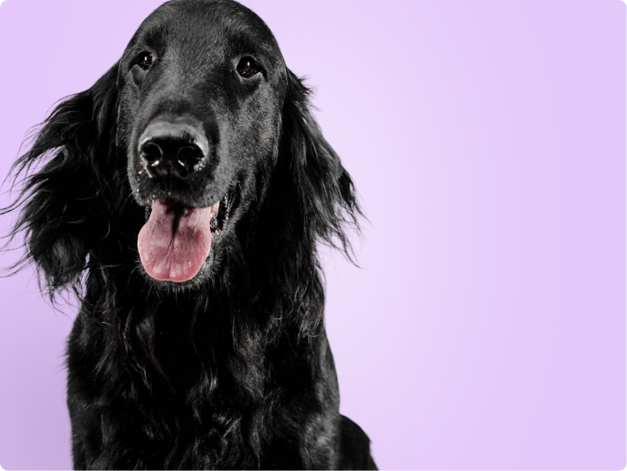 Flat Coated Retriever