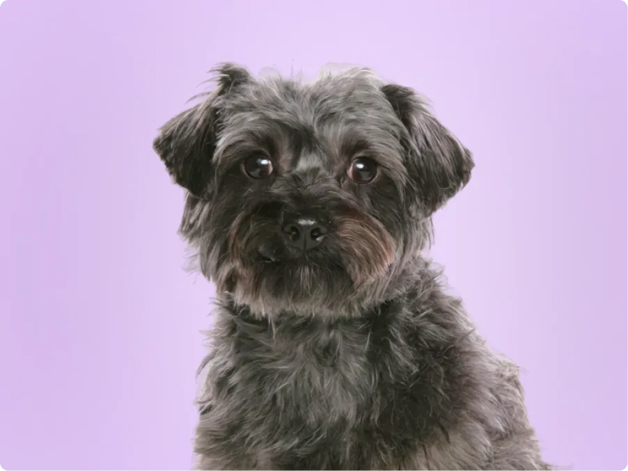 A scruffy gray Yorkipoo with big dark eyes and tan muzzle markings looks at the camera against a lavender backdrop.