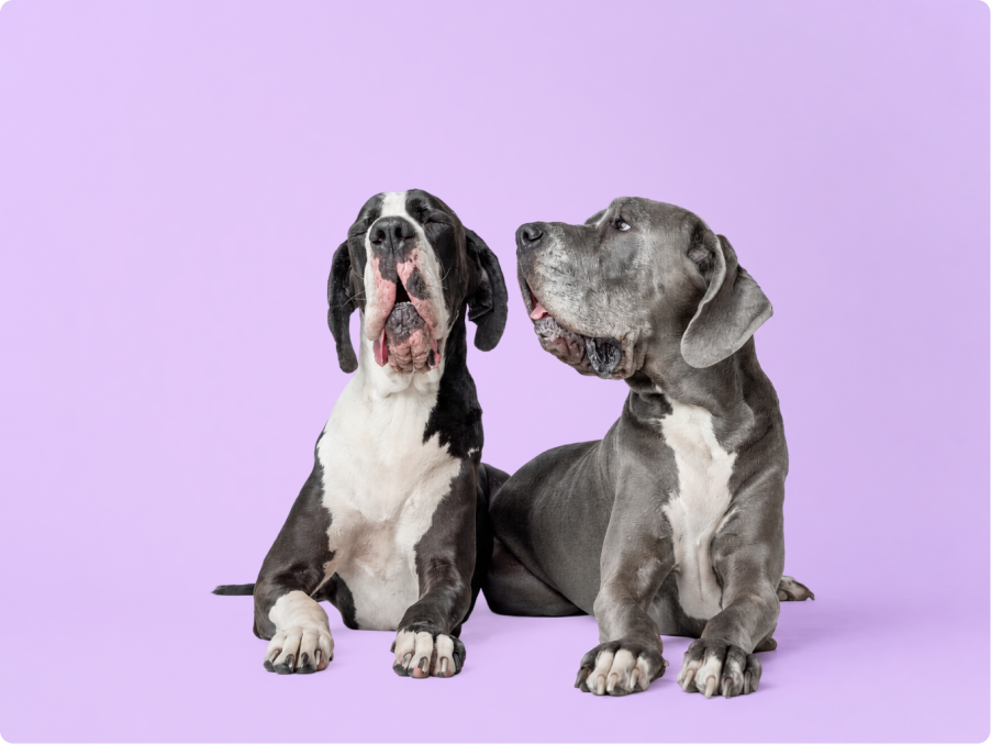 Great Dane