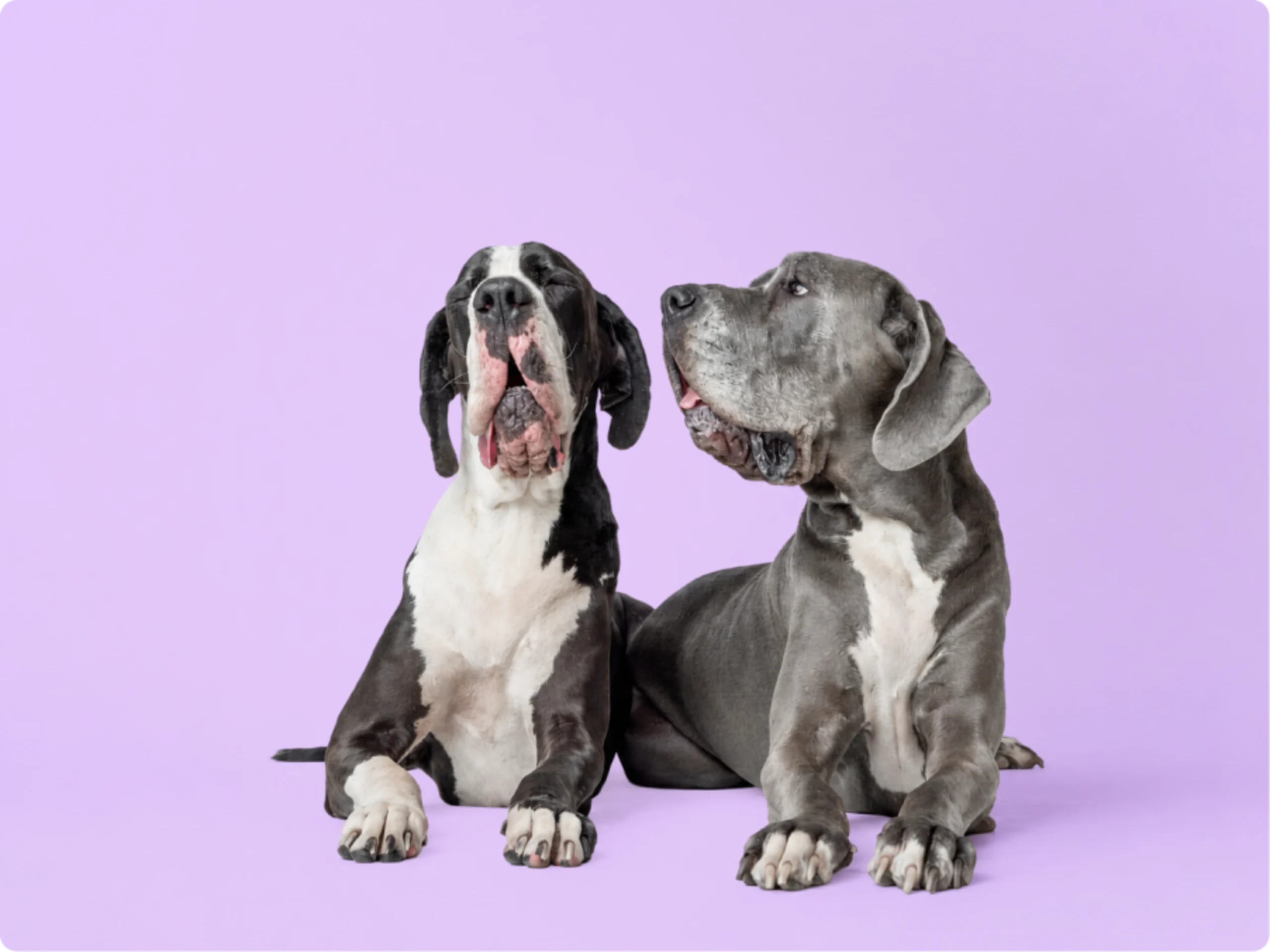 Great Dane