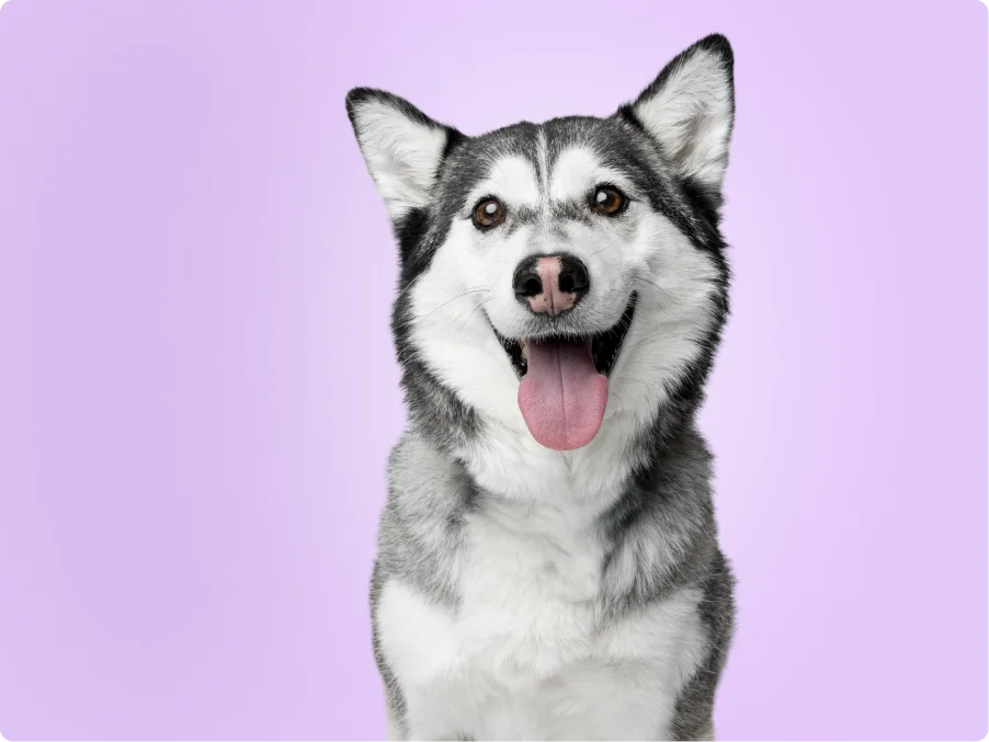 Siberian Husky
