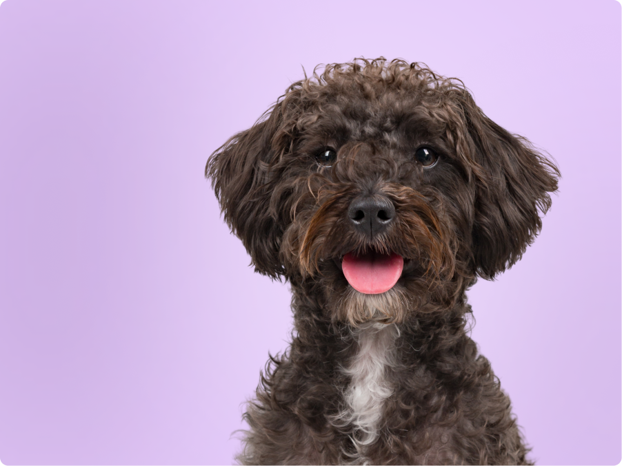 Schnoodle