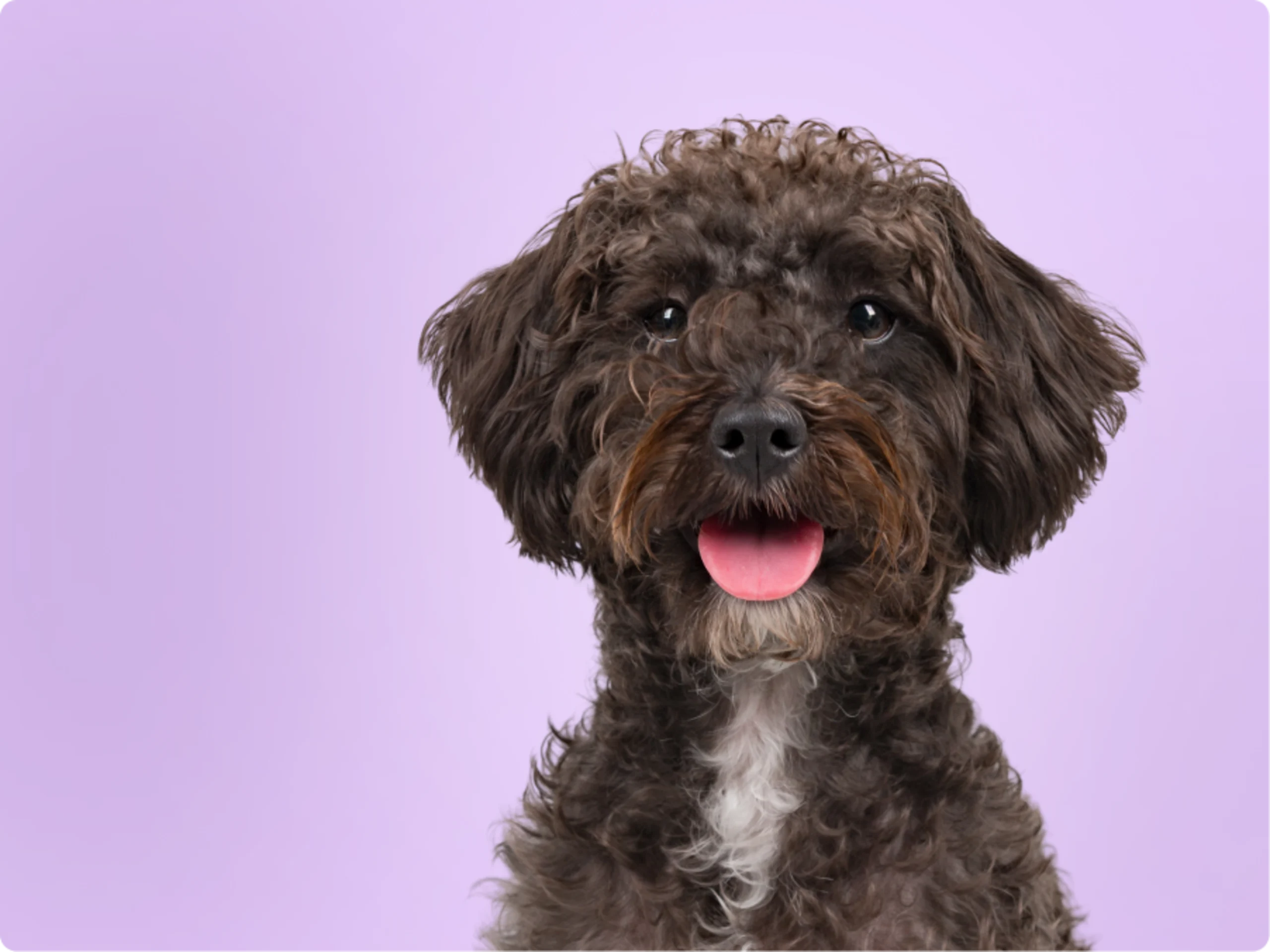 Schnoodle