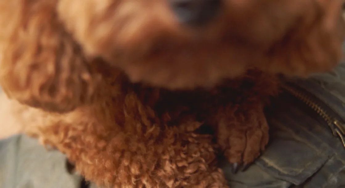 Close-up of a curly apricot dog’s front paws resting on a dark green quilted jacket.