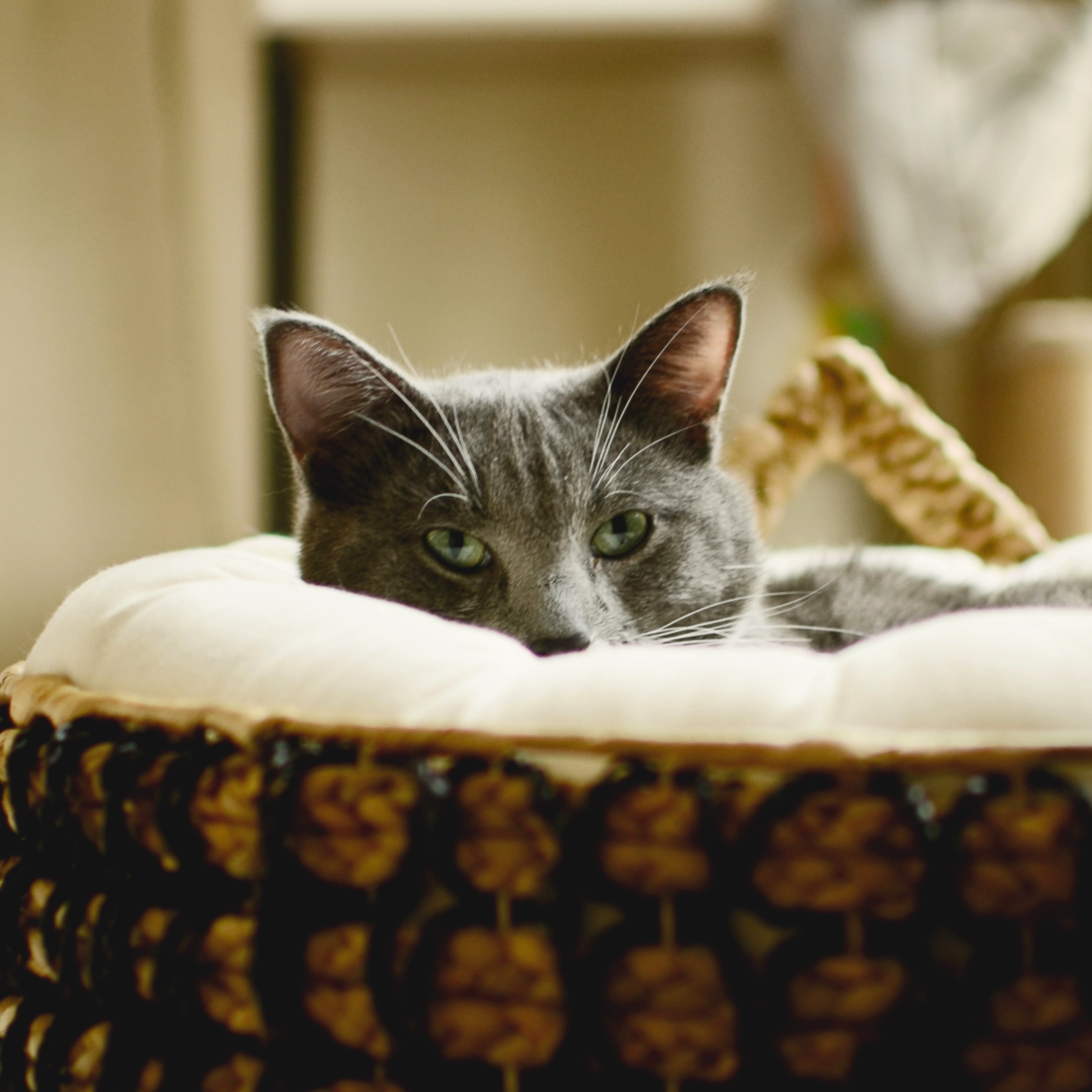 Grey cat with green eyes peeking over the edge of a white cushion inside a woven basket.