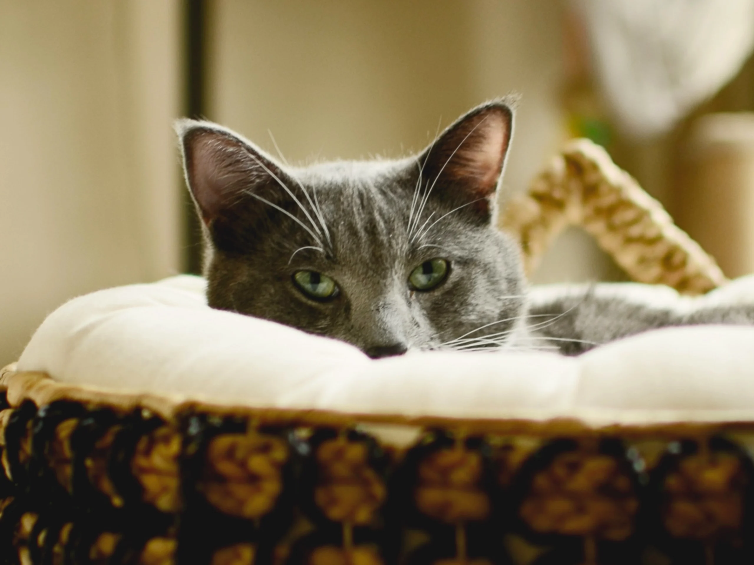 Grey cat with green eyes peeking over the edge of a white cushion inside a woven basket.