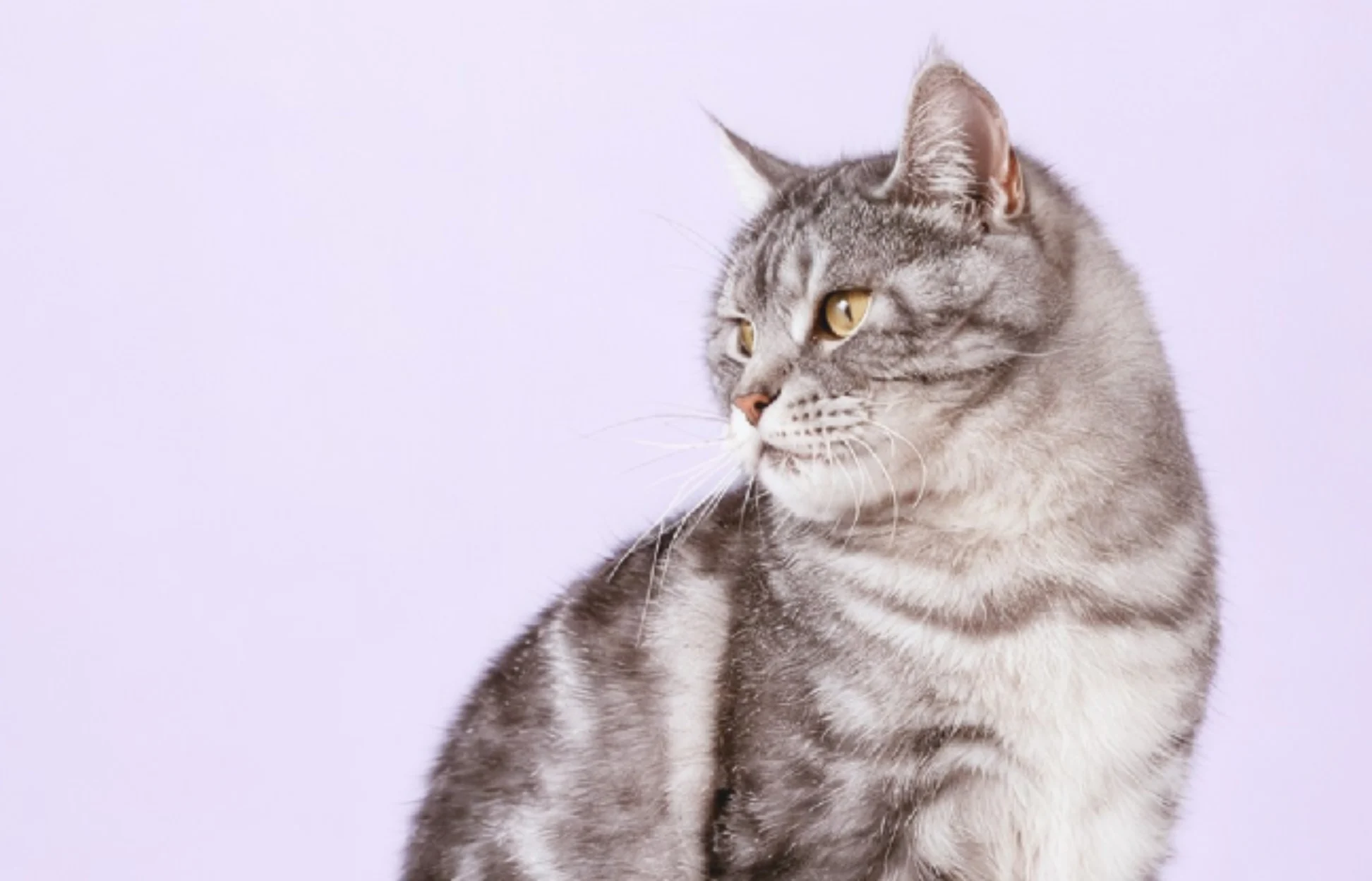 Grey and white tabby cat with yellow eyes looking to the side against a pale lavender background.