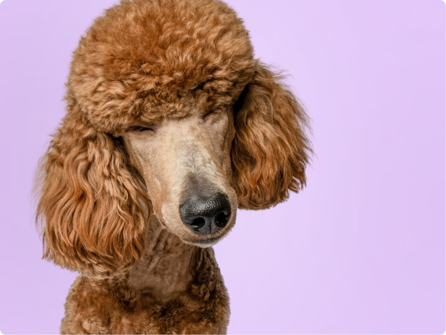 Poodle
