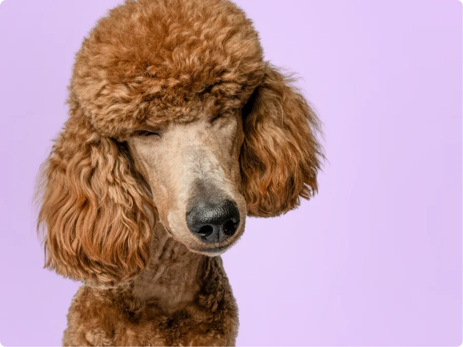 Poodle