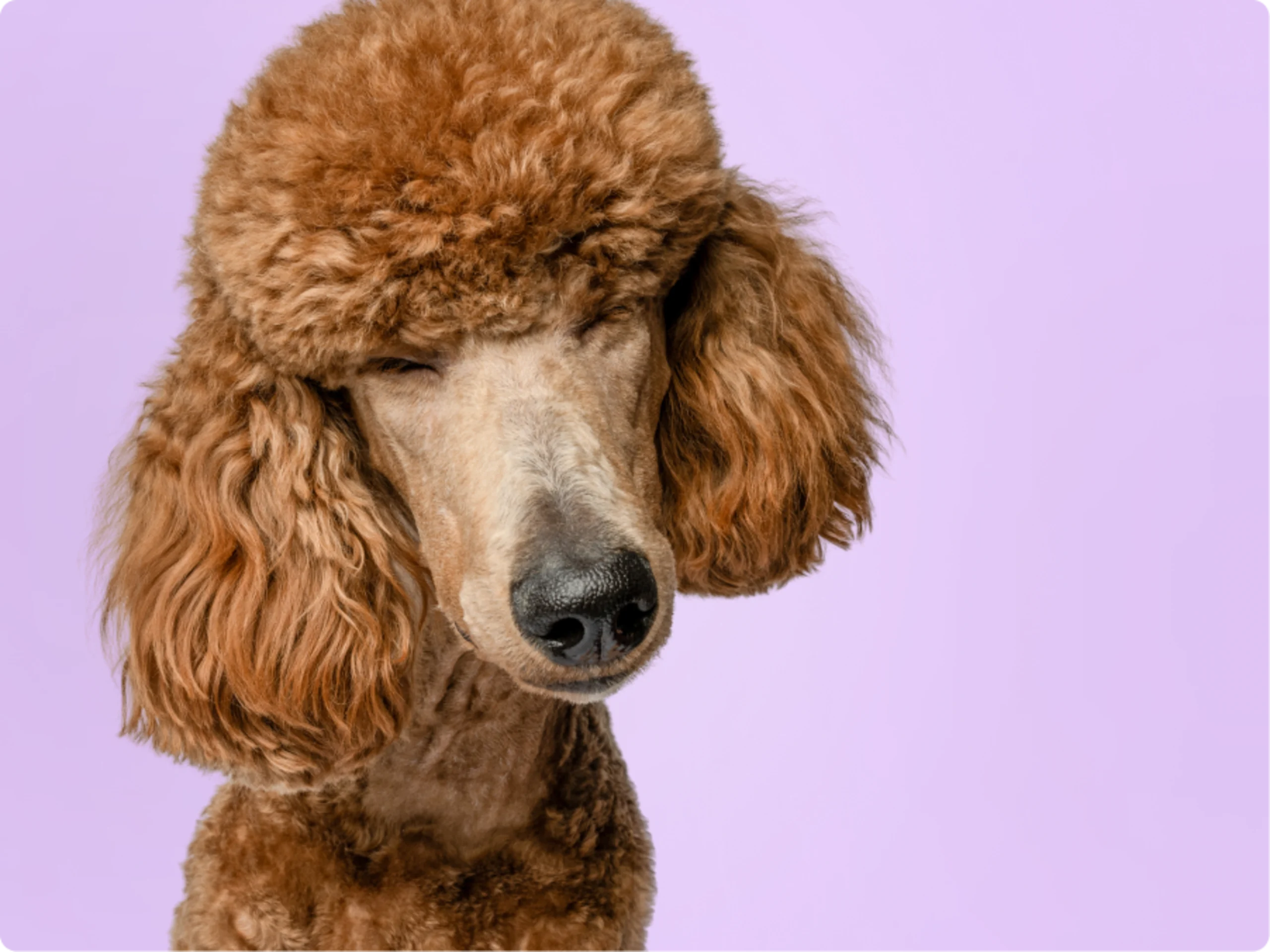 Poodle