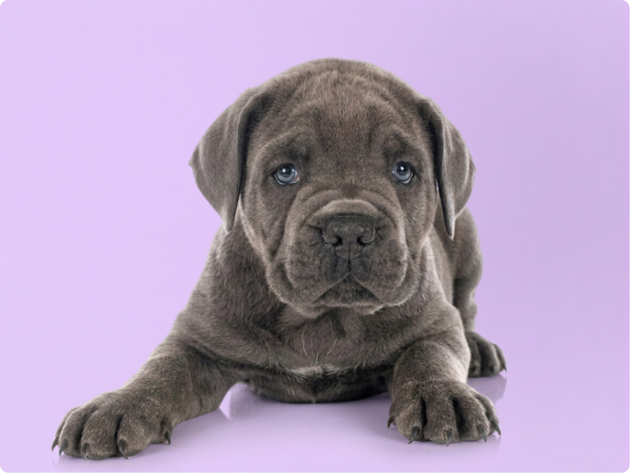 Neapolitan Mastiff
