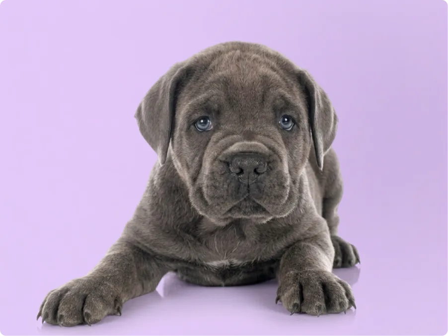 Neapolitan Mastiff