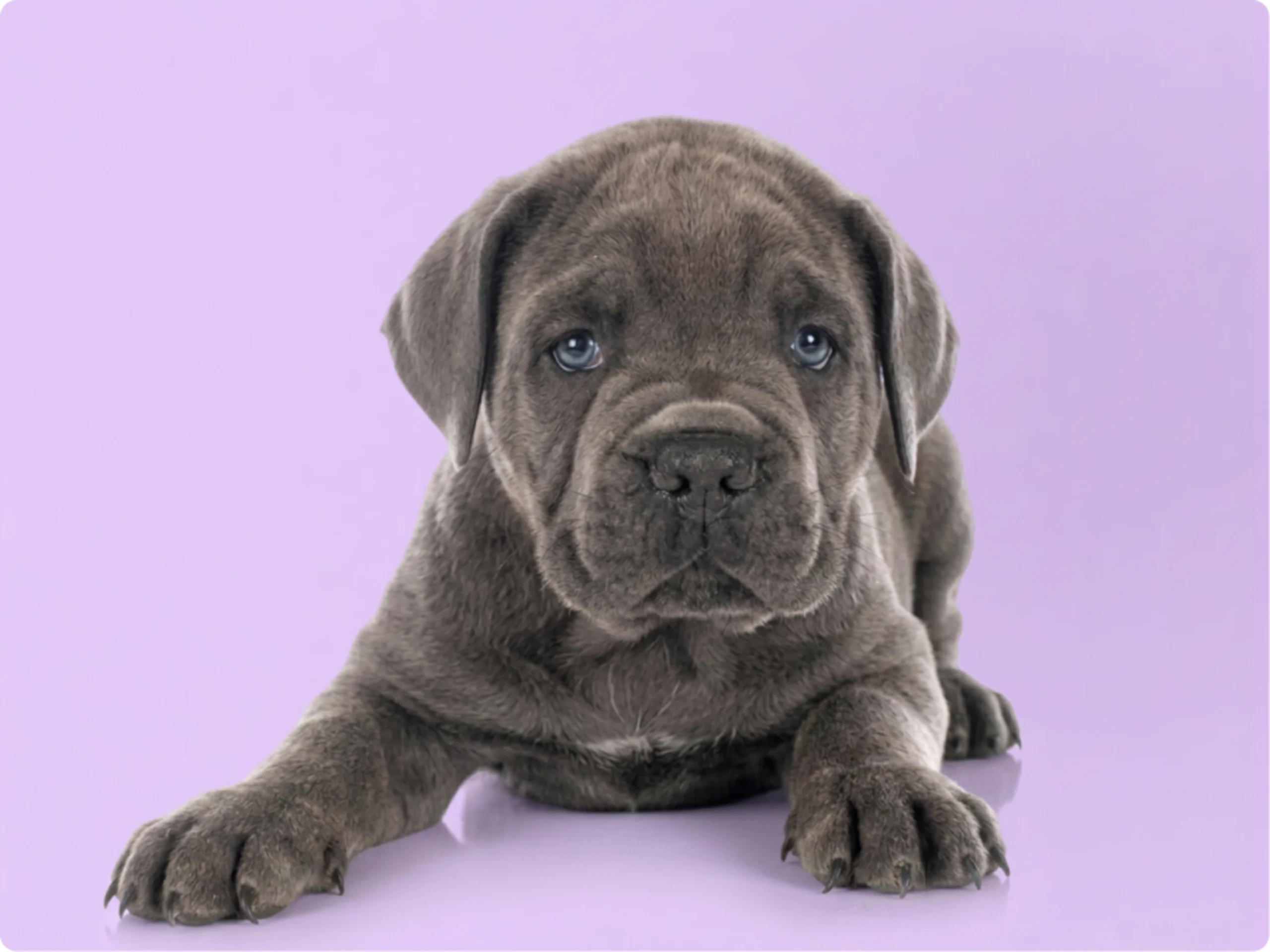 Neapolitan Mastiff