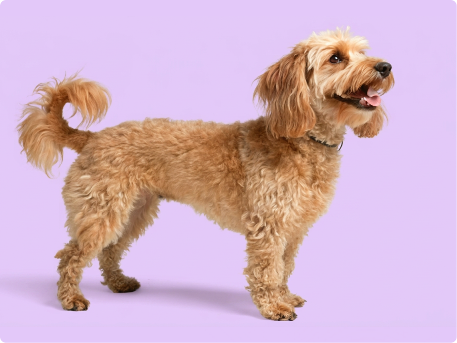 Doxiepoo