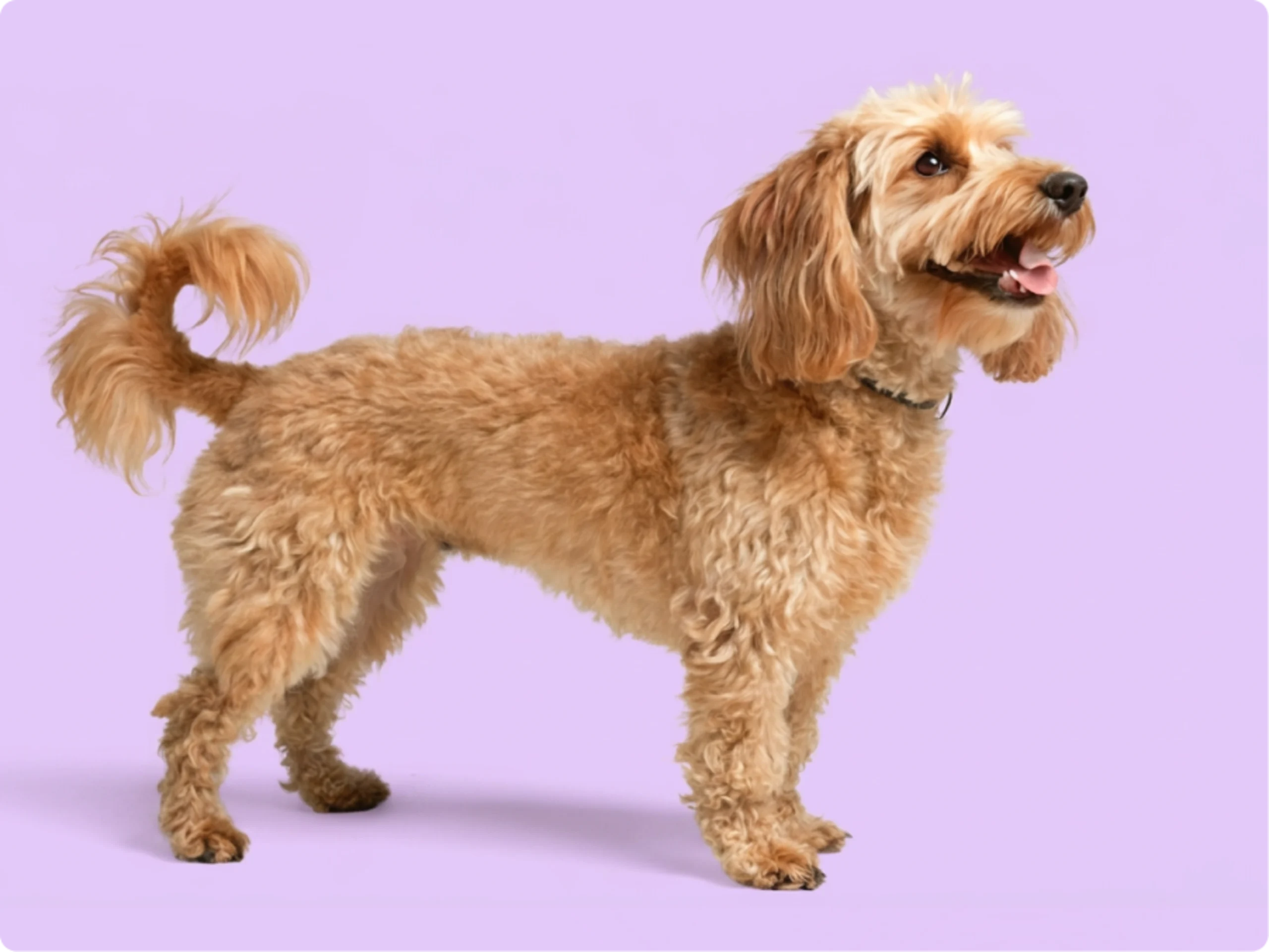 Doxiepoo