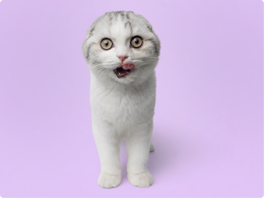 Scottish Fold
