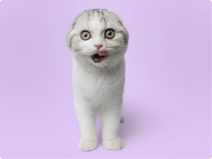 Scottish Fold