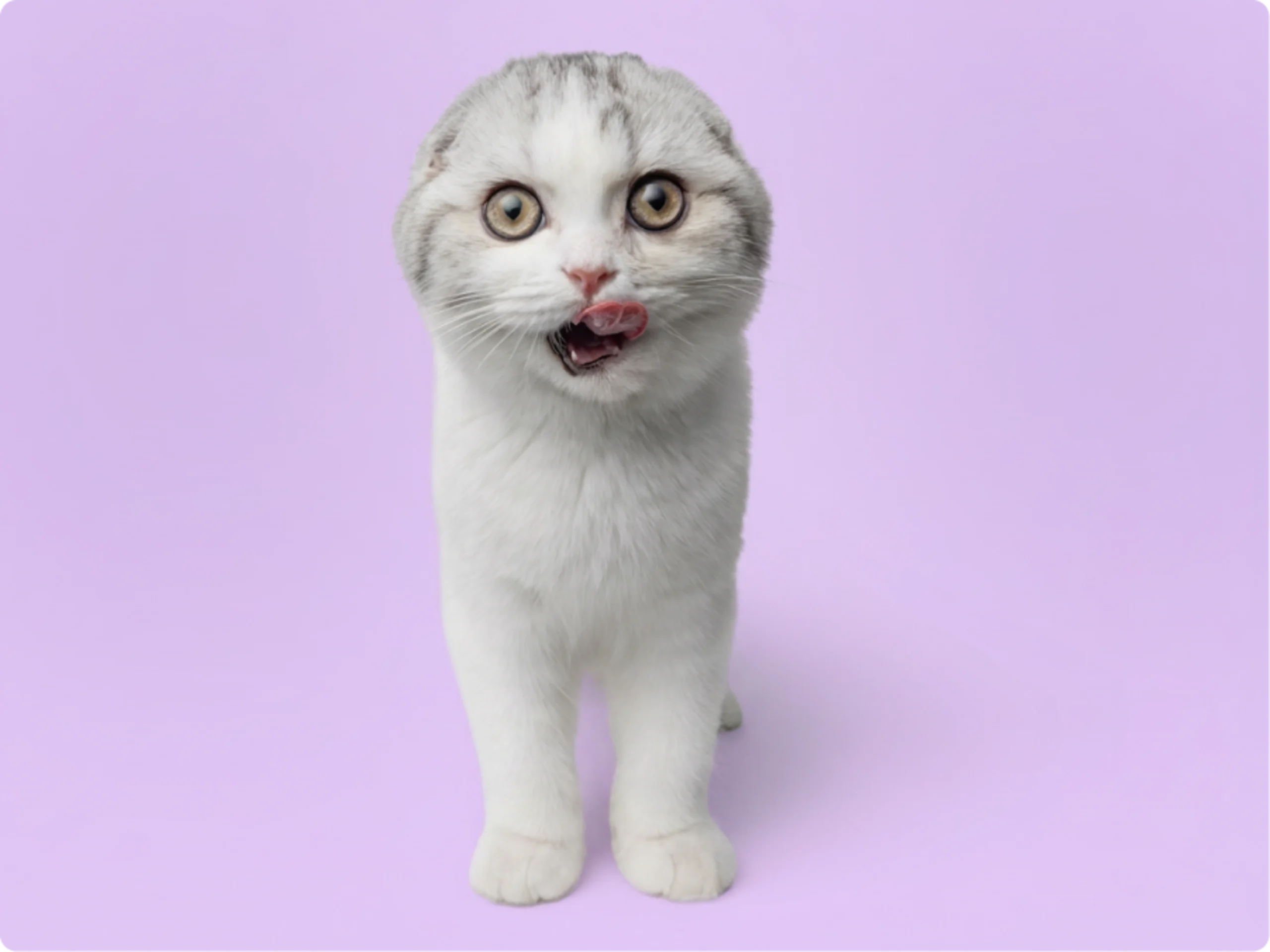 Scottish Fold