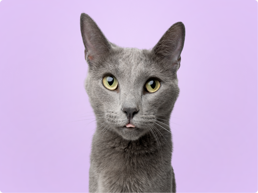 Russian Blue