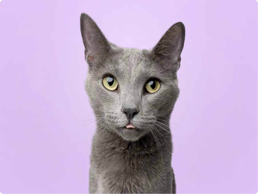 Russian Blue