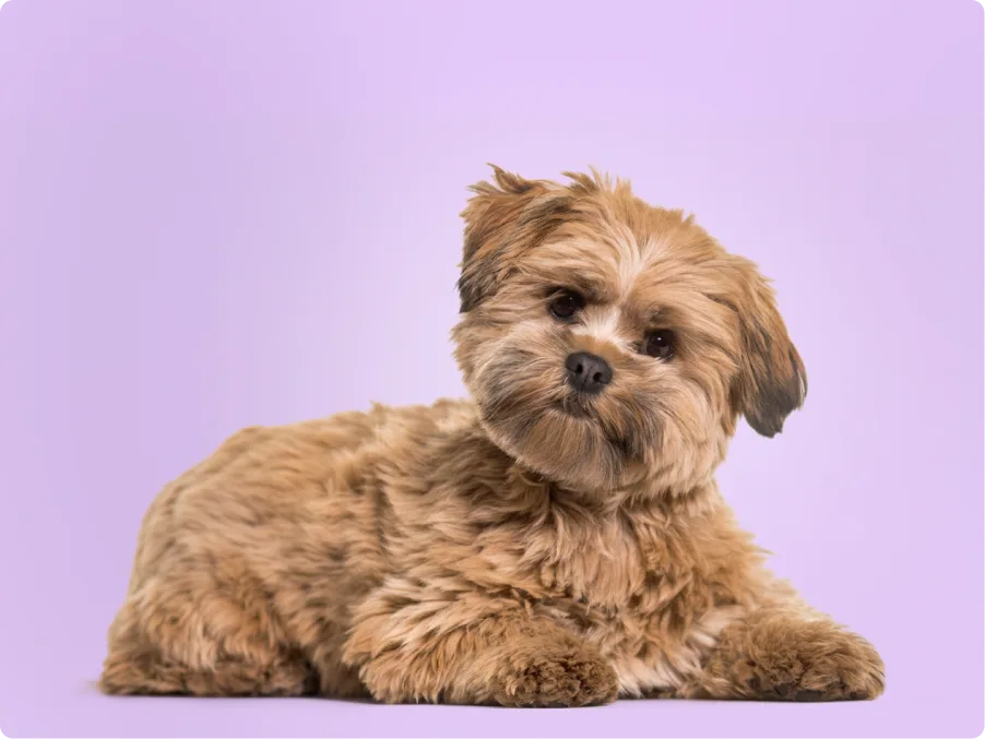 A fluffy golden Lhasapoo lies down with its head tilted, gazing at the camera against a lavender backdrop.