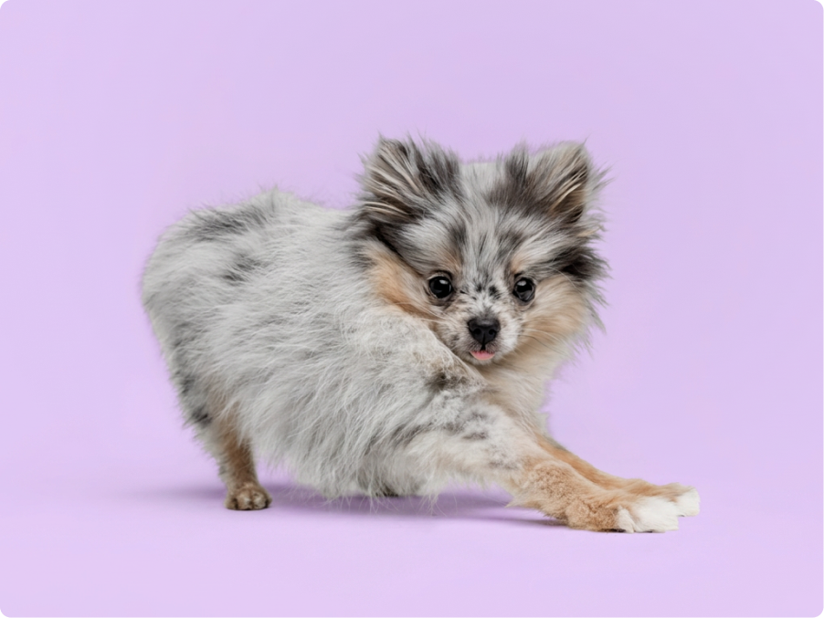Pomeranian