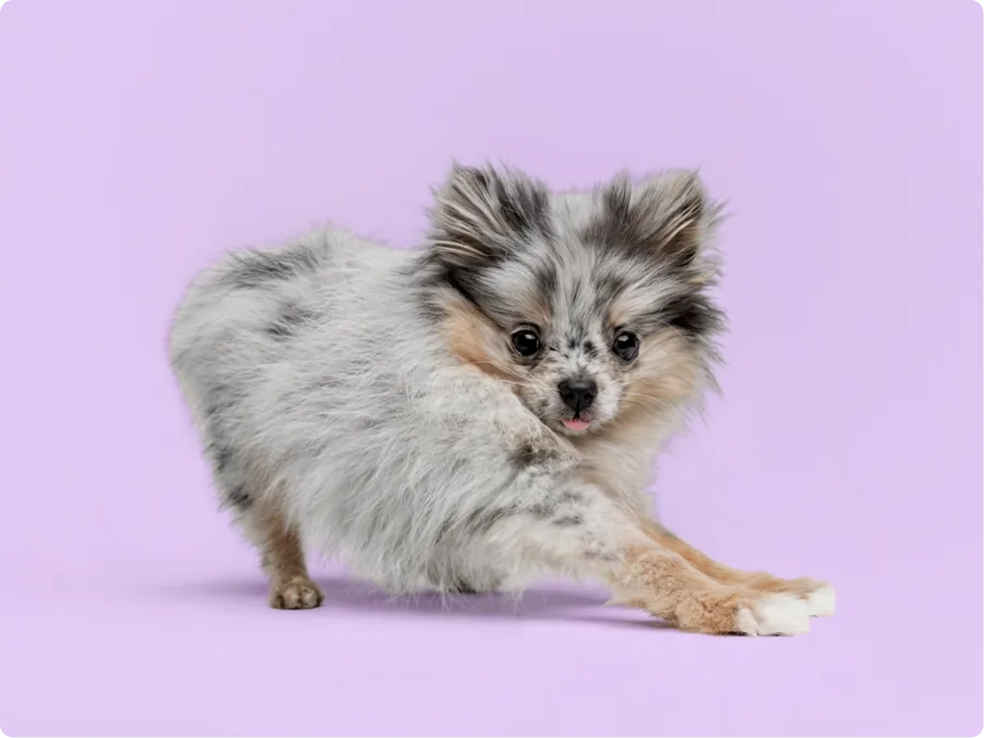 Pomeranian