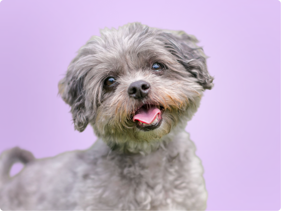 Shihpoo