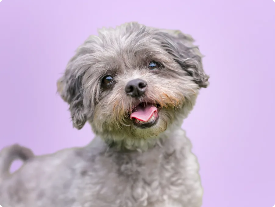Shihpoo