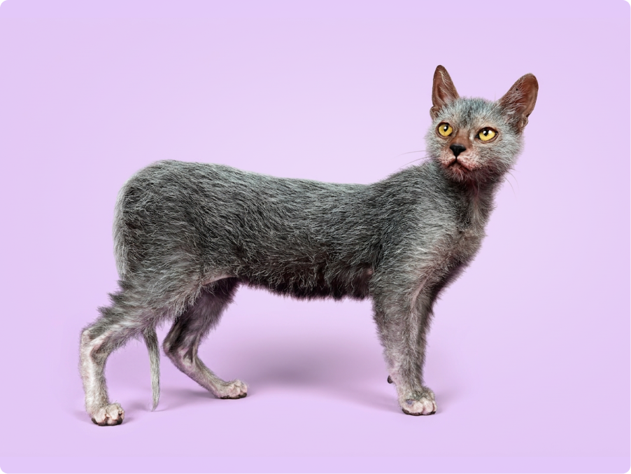 Lykoi