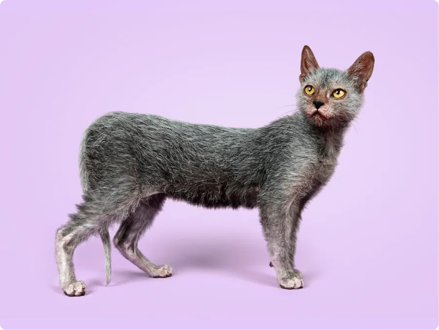 Lykoi
