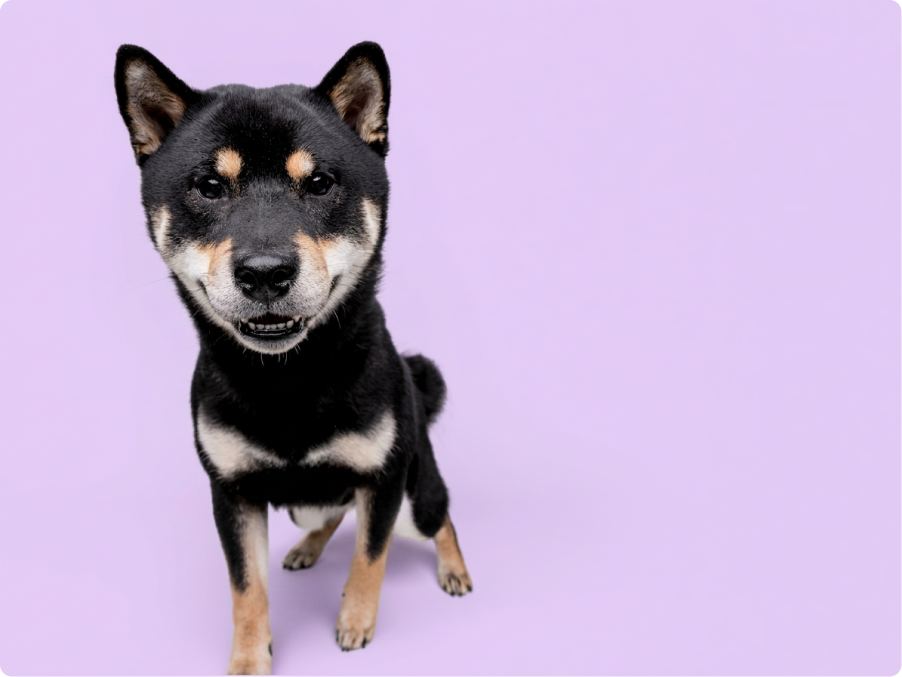 Shiba Inu