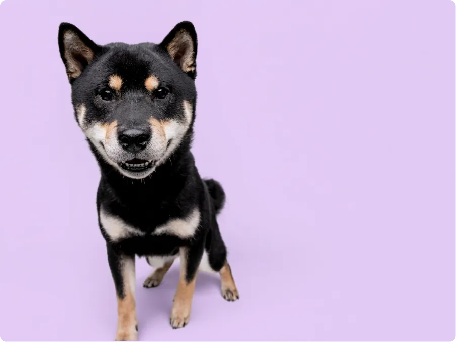 Shiba Inu