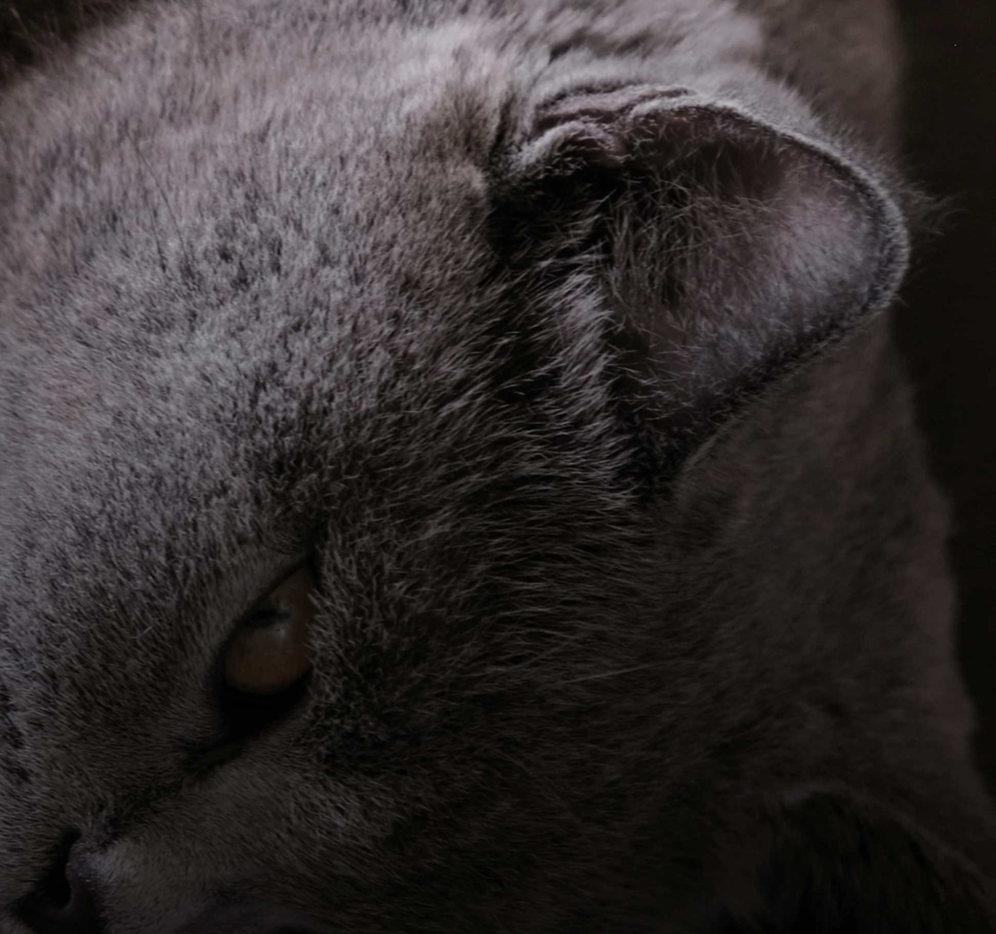 Moody close-up of a plush grey cat showing one amber eye and dense fur in low light.
