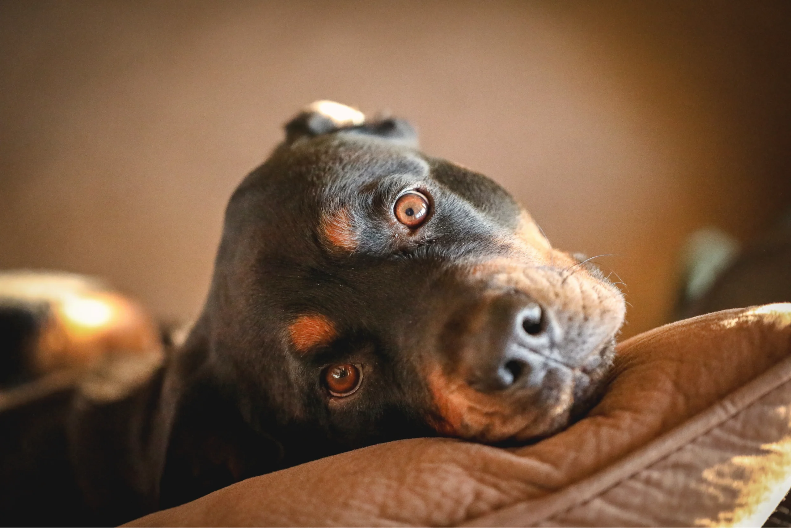 Black and tan Rottweiler rests its tilted head on a brown cushion, looking up at the camera with amber eyes in warm light.