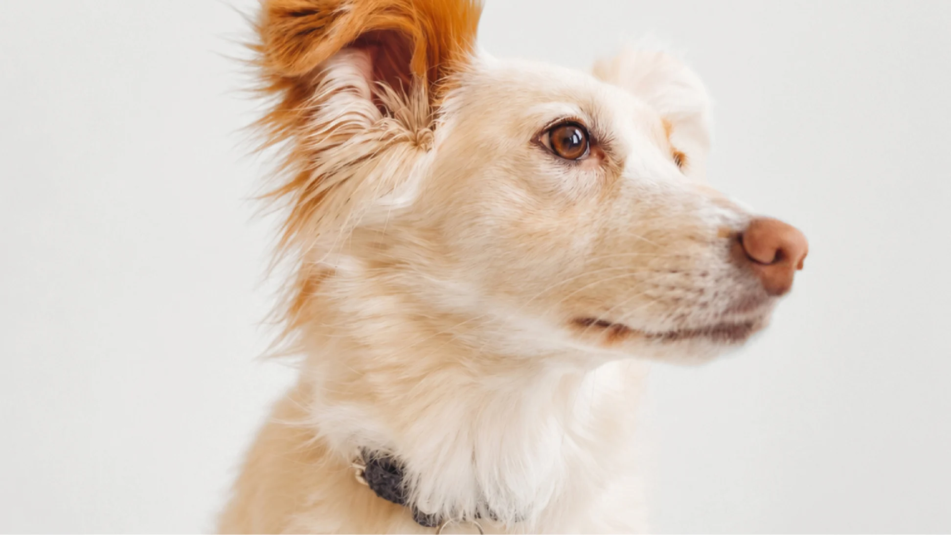 Cream-colored scruffy dog in profile with one tall ginger ear against an off-white background.