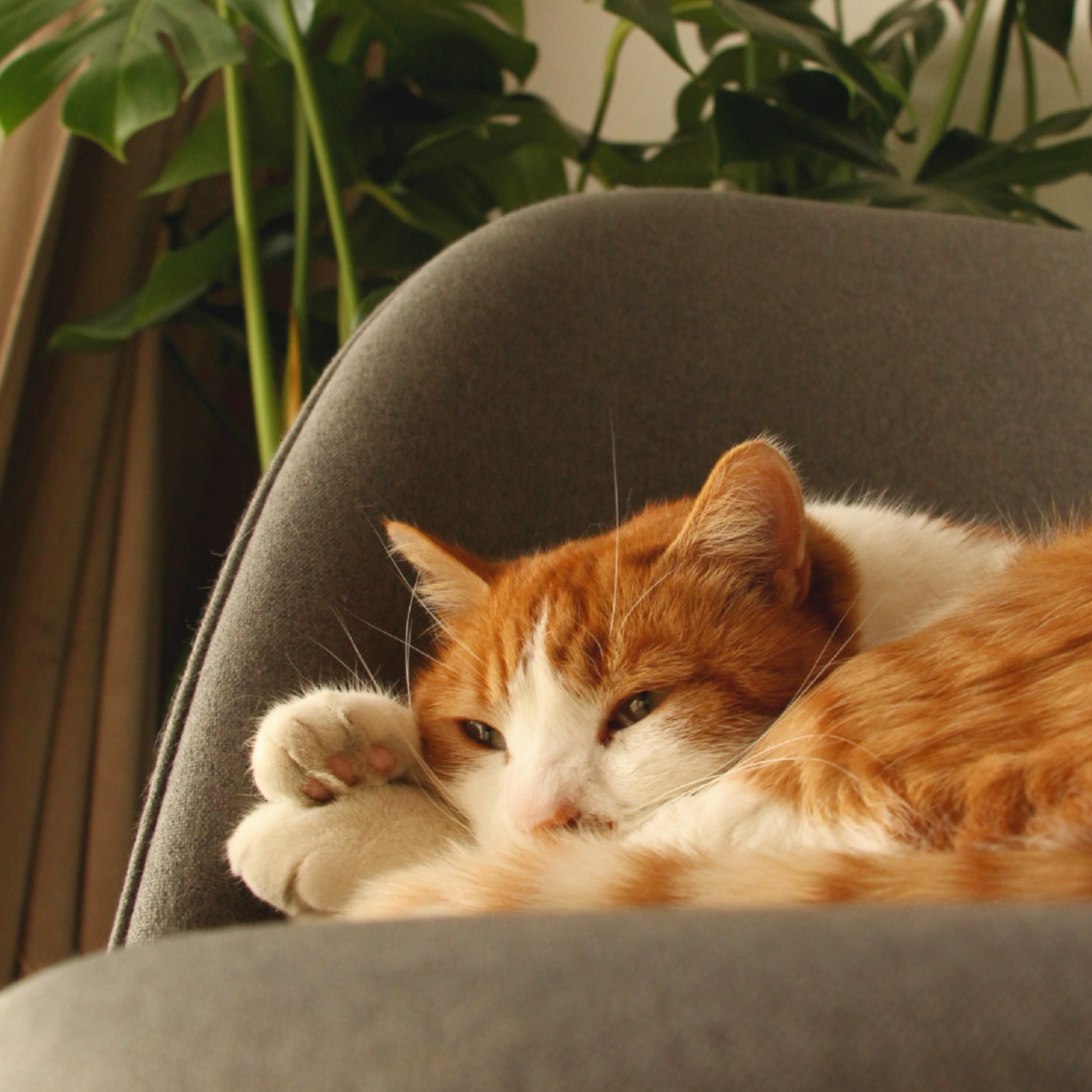 Ginger and white cat resting its head on its paws on a grey sofa, looking sleepily at the camera.