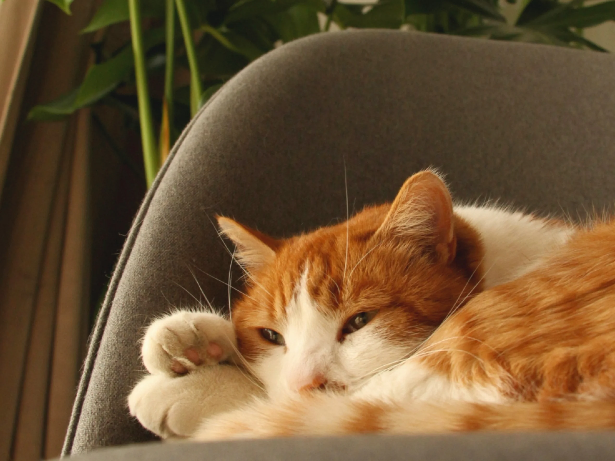 Ginger and white cat resting its head on its paws on a grey sofa, looking sleepily at the camera.