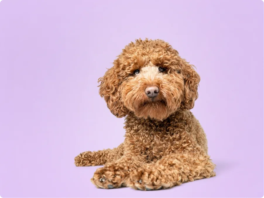 Mini Labradoodle