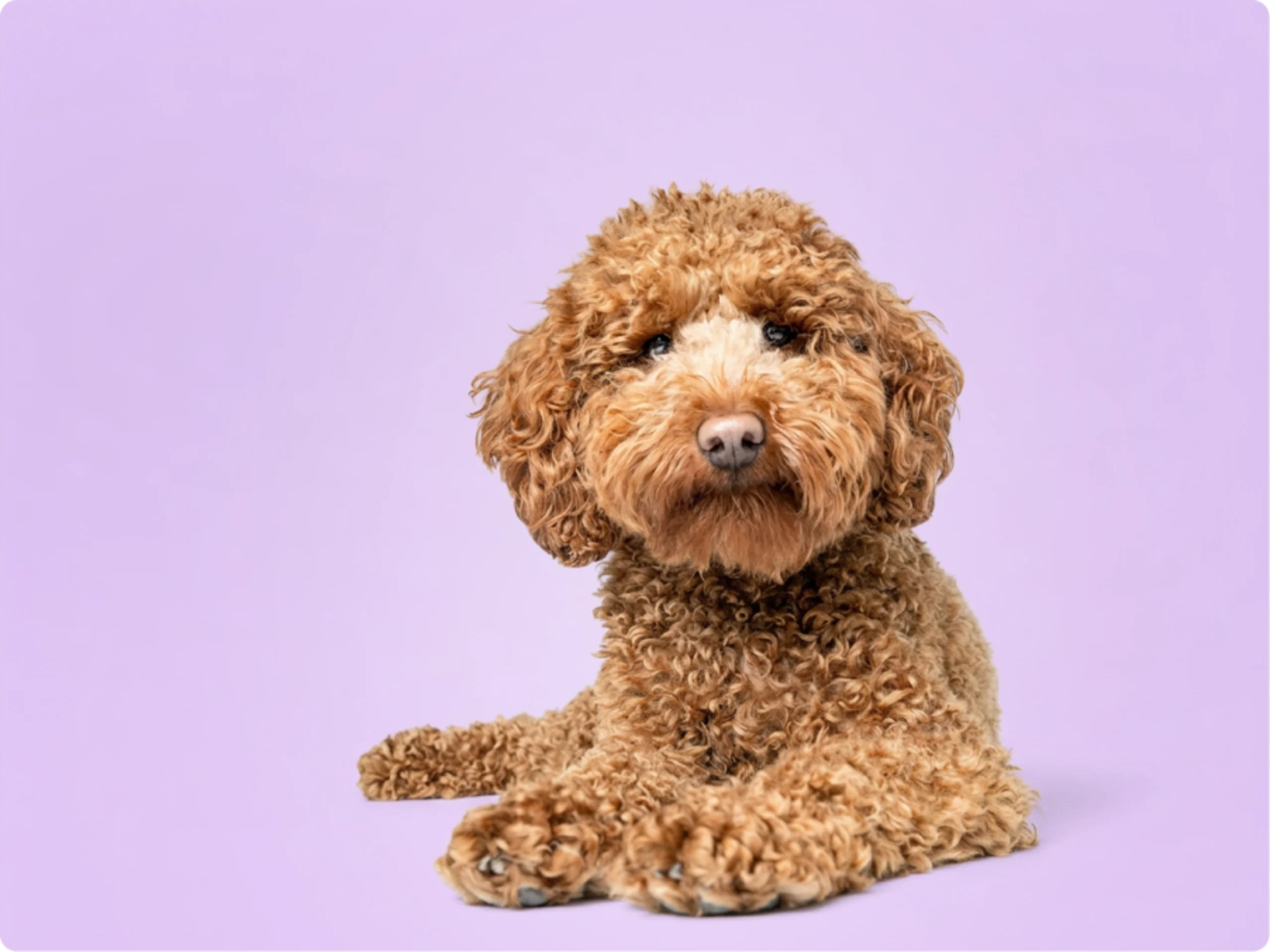 Mini Labradoodle
